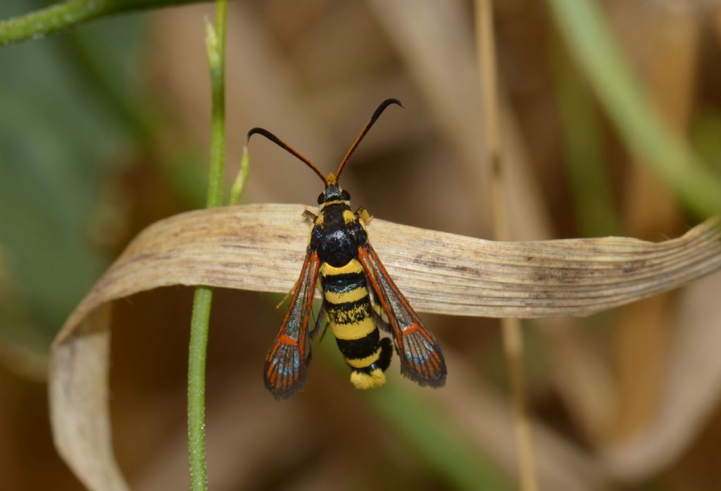 Sesiidae da identificare: Synanthedon theryi (Cfr)